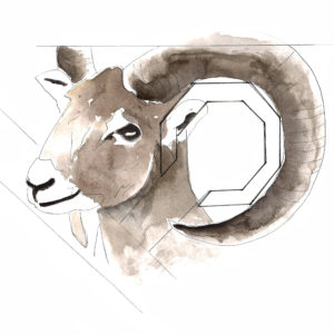 Le farouche mouflon du Sancy